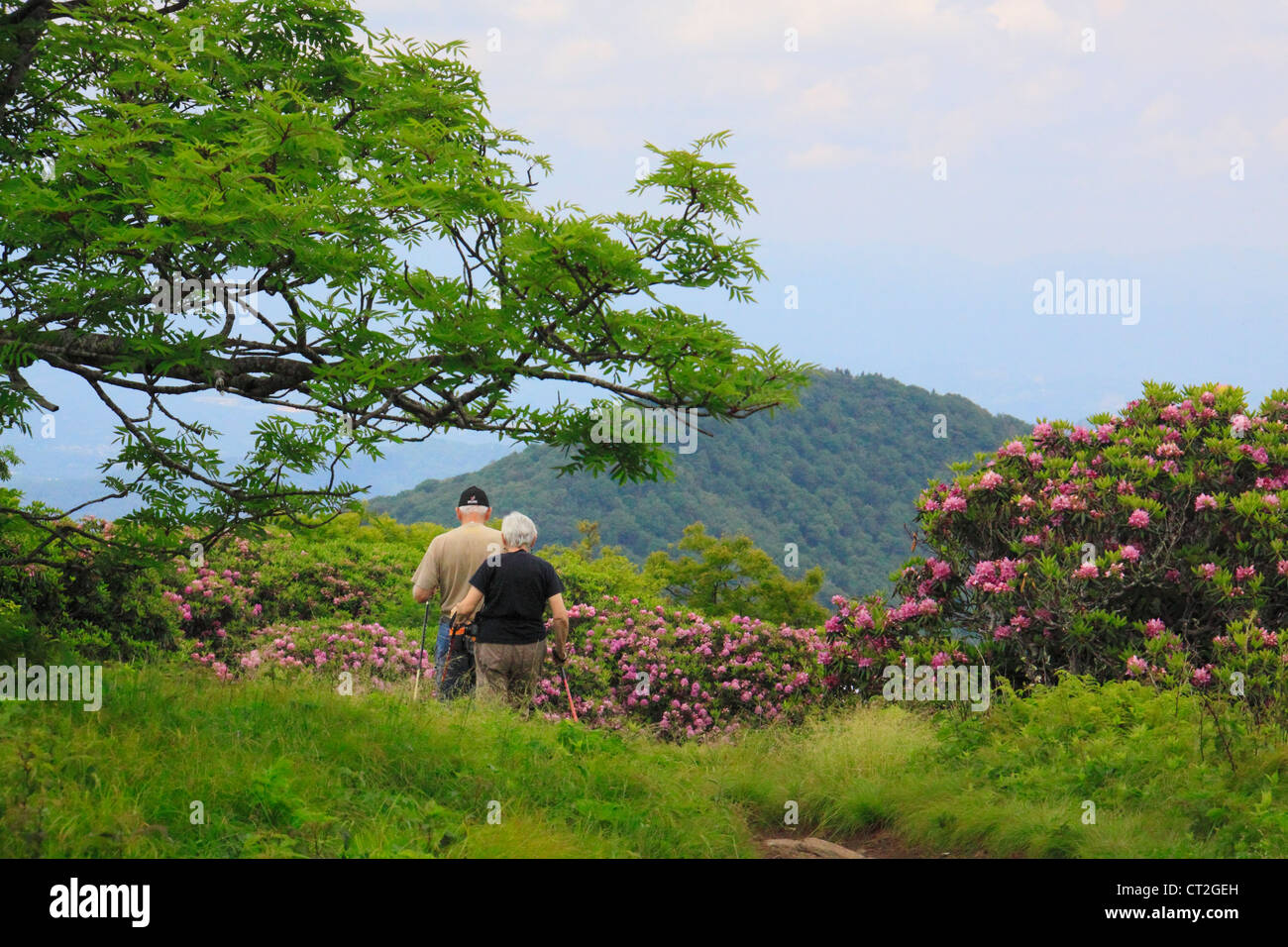Schroffen wilden Rhododendron, schroffen Gärten Trail, Gärten, Blue Ridge Parkway, North Carolina, USA Stockfoto