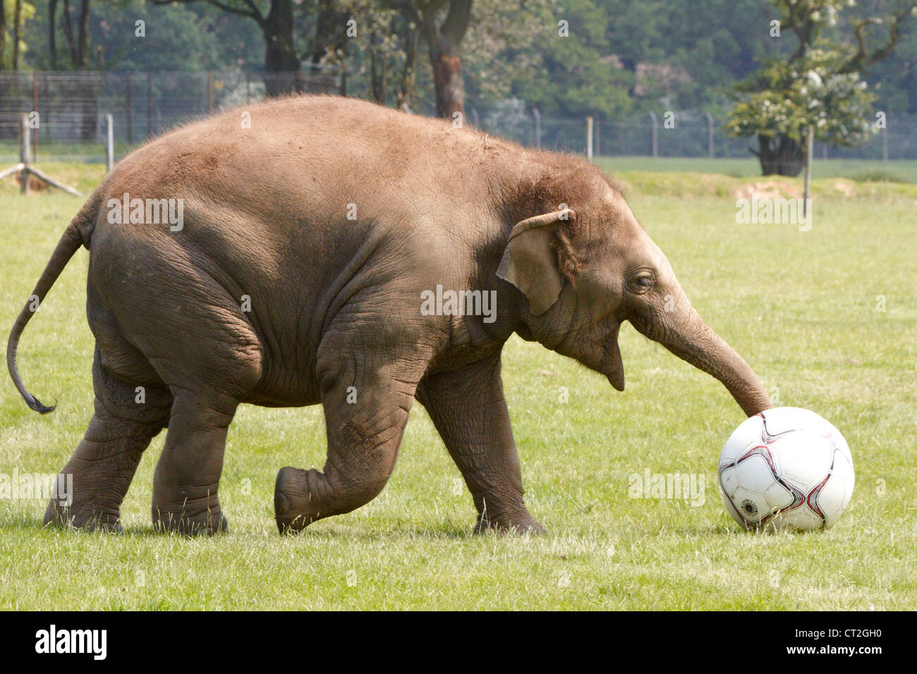 Drei Jahre alte asiatische Elefant spielt Donna mit einem riesigen Fußball von ihren Haltern im ZSL Whipsnade Zoo zur Verfügung gestellt. Stockfoto