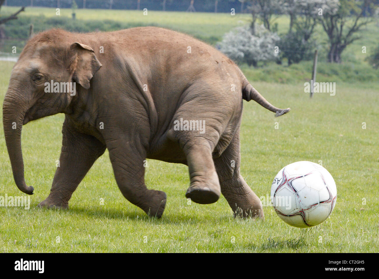 Drei Jahre alte asiatische Elefant spielt Donna mit einem riesigen Fußball von ihren Haltern im ZSL Whipsnade Zoo zur Verfügung gestellt. Stockfoto