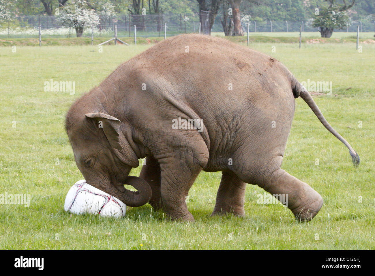 Drei Jahre alte asiatische Elefant spielt Donna mit einem riesigen Fußball von ihren Haltern im ZSL Whipsnade Zoo zur Verfügung gestellt. Stockfoto
