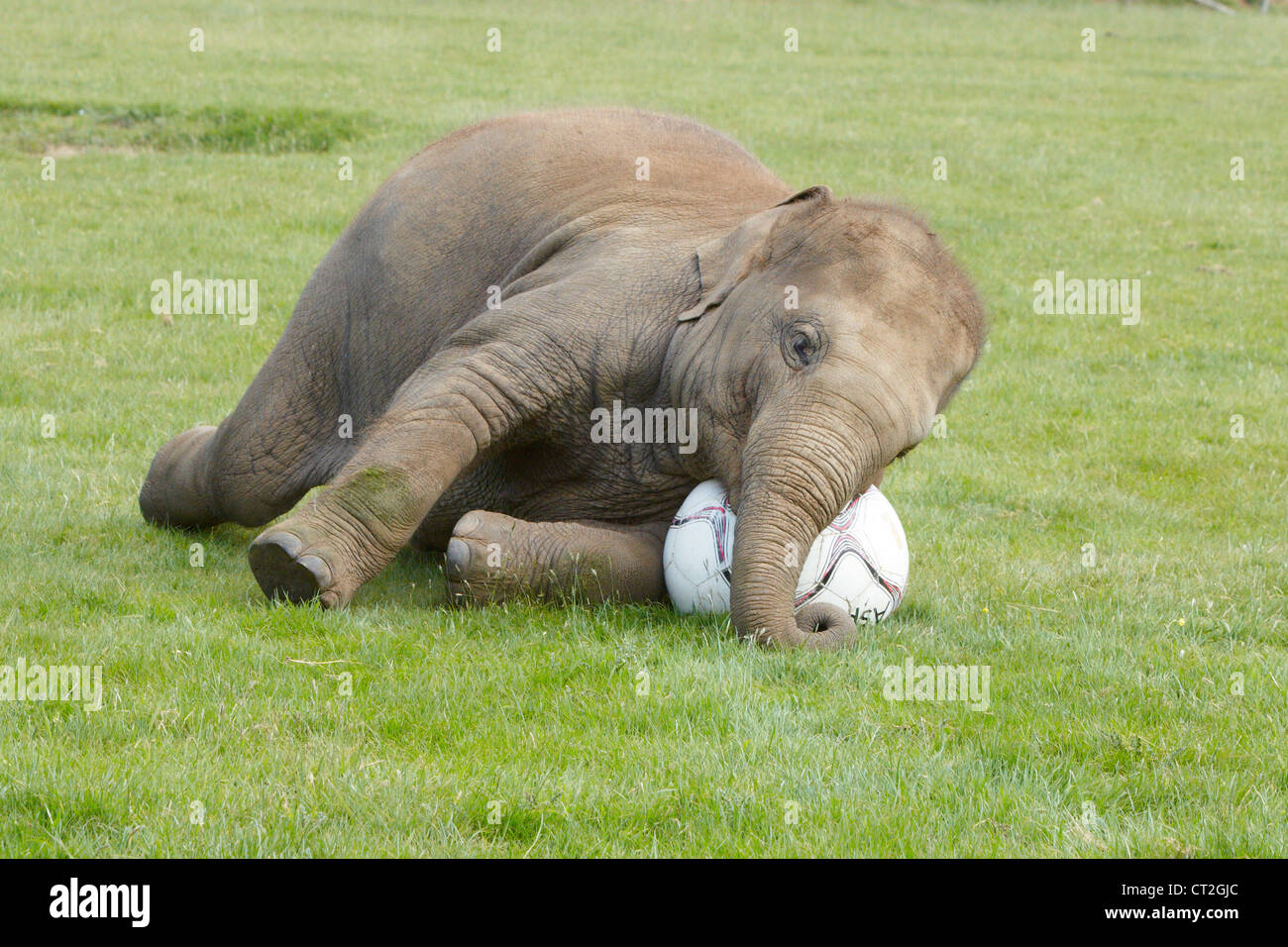 Drei Jahre alte asiatische Elefant spielt Donna mit einem riesigen Fußball von ihren Haltern im ZSL Whipsnade Zoo zur Verfügung gestellt. Stockfoto