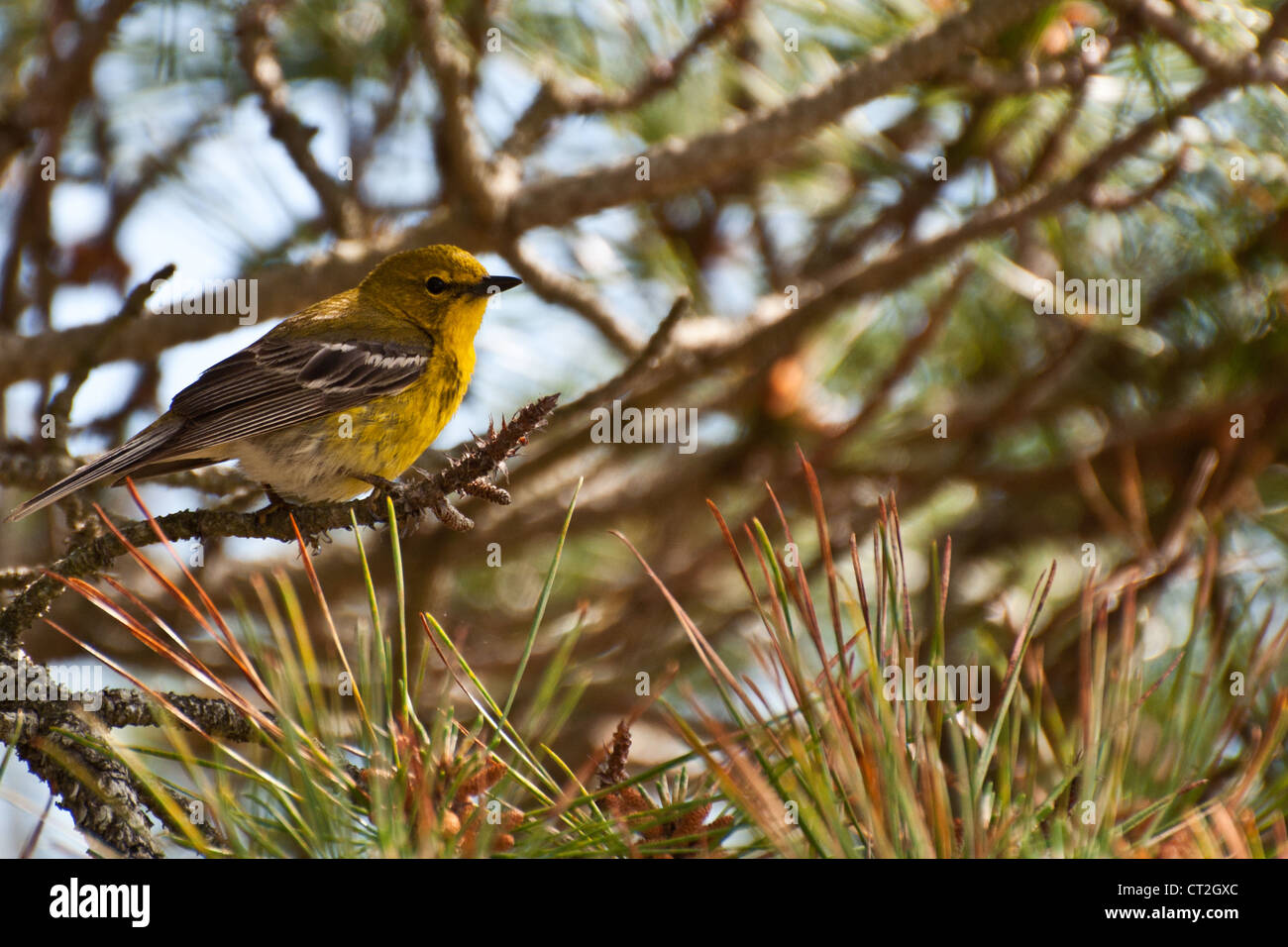 Kiefer (Pinus Dendroica) Warbler Stockfoto
