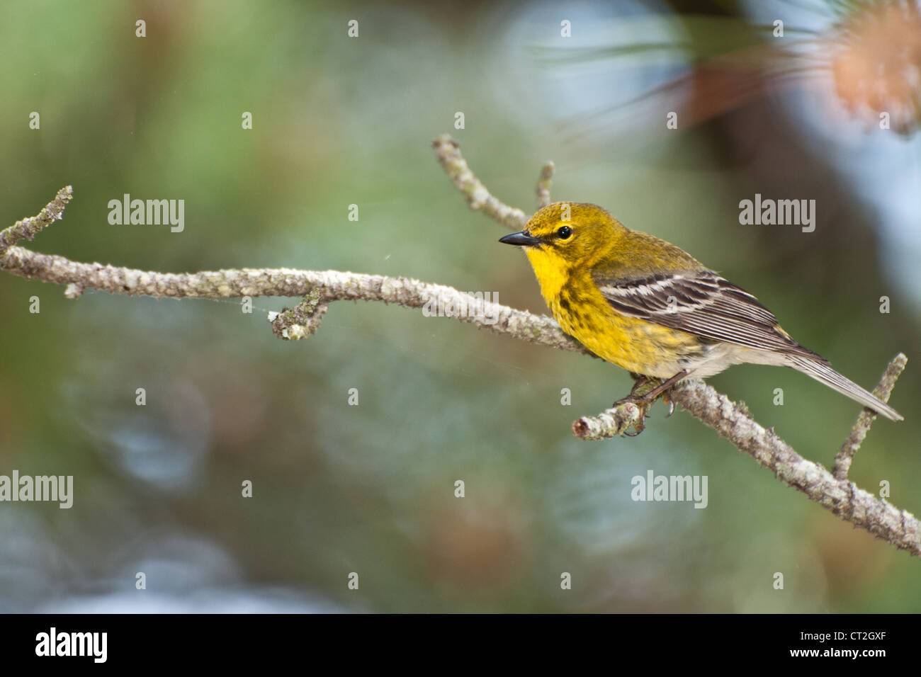 Kiefer (Pinus Dendroica) Warbler Stockfoto