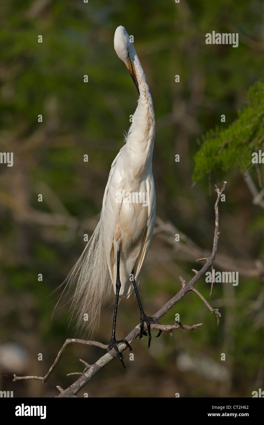 Große Silberreiher-Casmerodius Albus Louisiana putzen Stockfoto