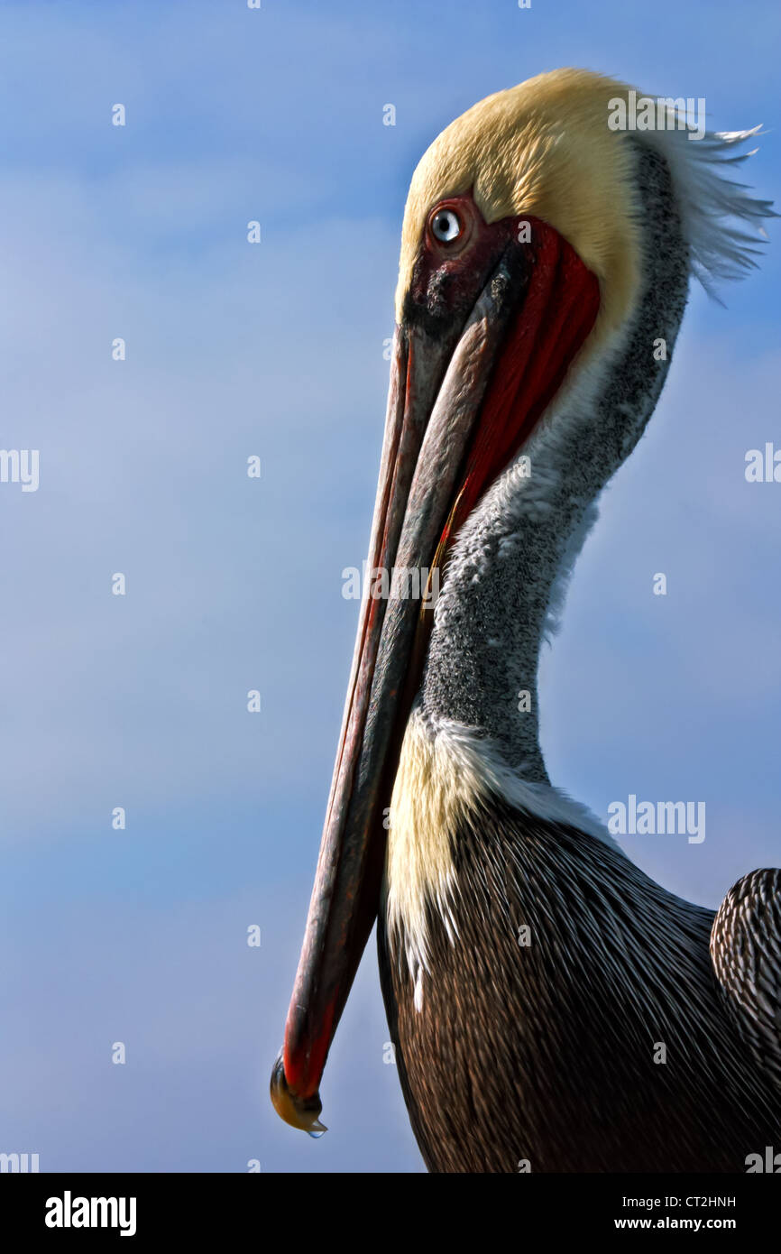 Ein seitlicher Blick auf eine männliche Kalifornien braune Pelikan zeigt seine Zucht Gefieder. Stockfoto