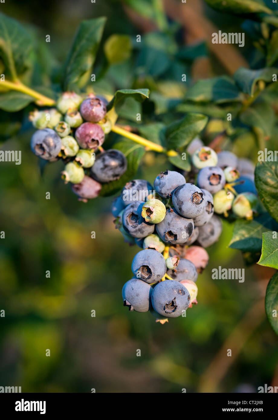 Heidelbeere Busch, New Jersey, USA Stockfoto