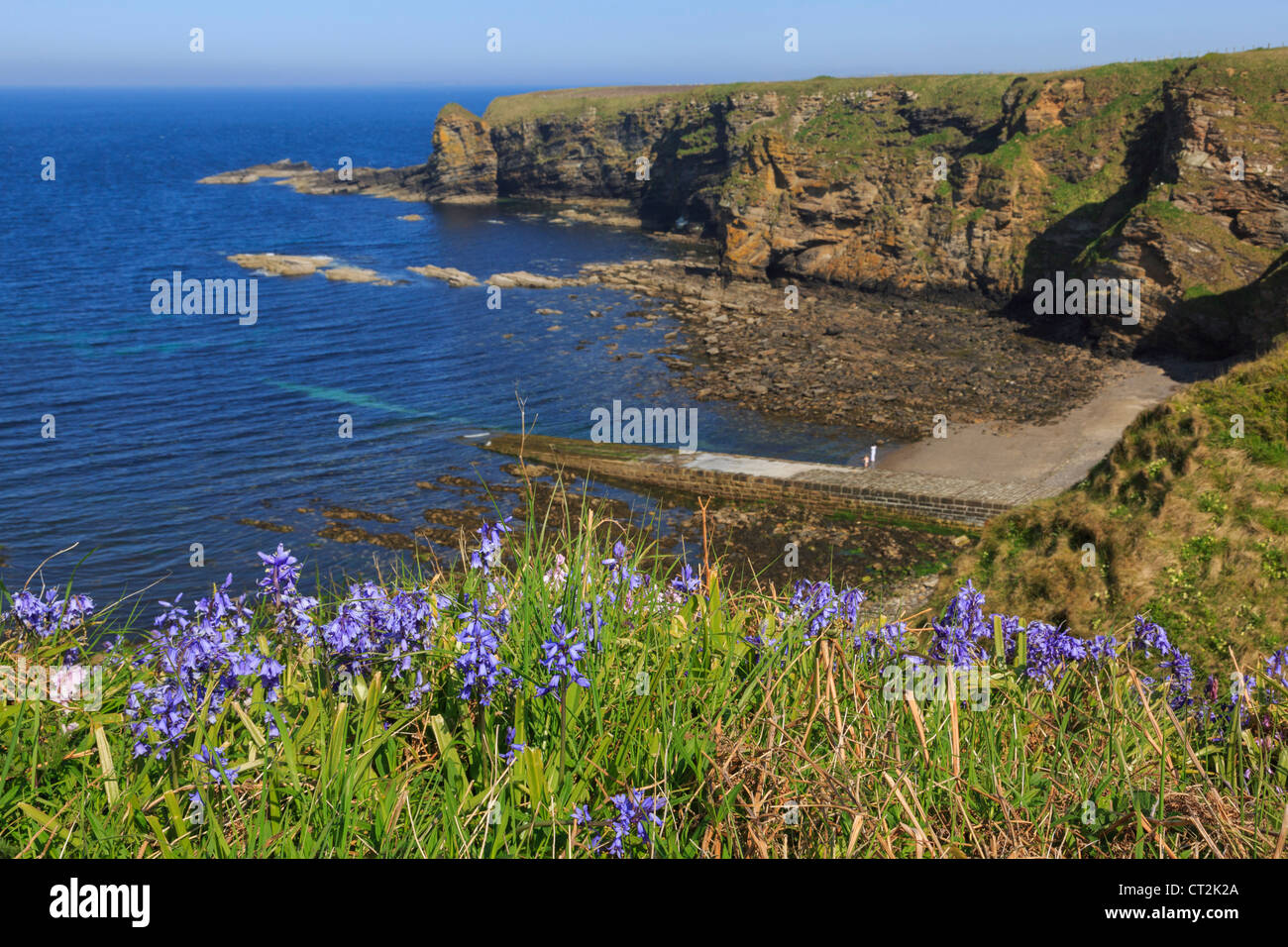 Ansicht Osten entlang der felsigen Küste von Dunnet Head mit Bluebell Blumen Blüte im Frühsommer. Brough Caithness Schottland, Vereinigtes Königreich Stockfoto