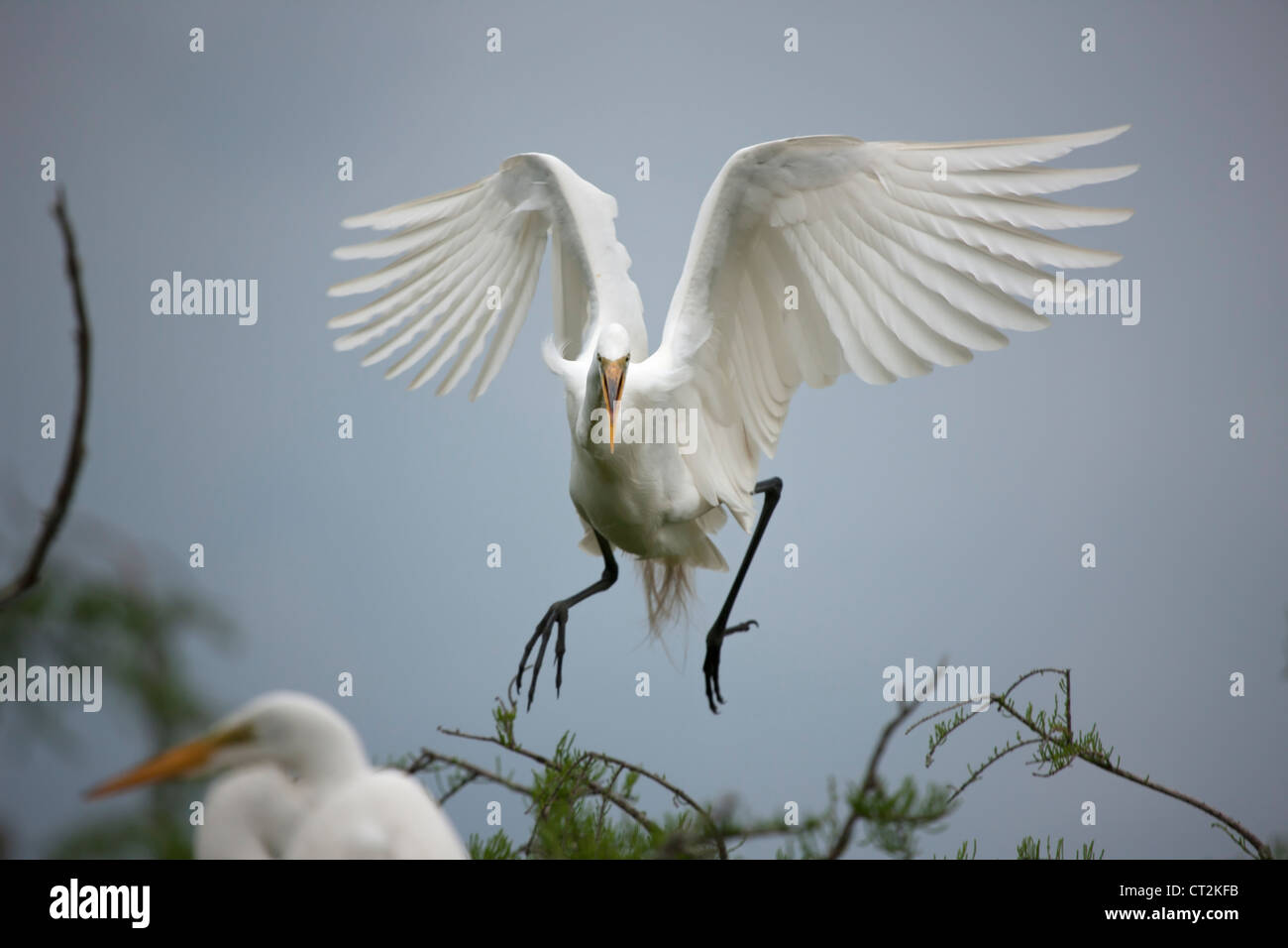 Silberreiher (Casmerodius Albus), im Flug, Louisiana, USA Stockfoto