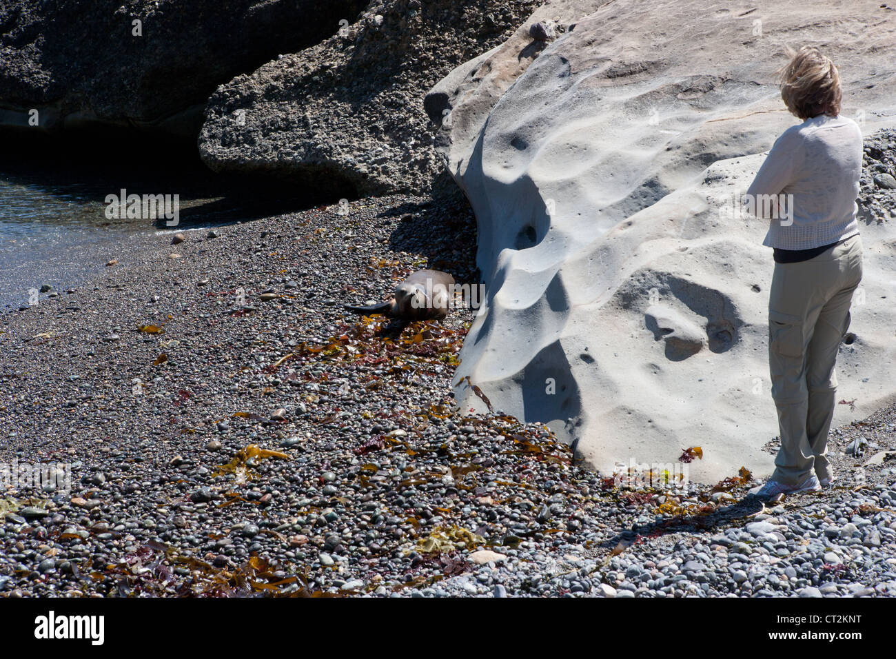 Eine Frau beobachtete ein Seelöwe Blutungen und kämpfen von Plastikteile dicht gewickelt um den Hals aus verschmutzten Meer. Stockfoto