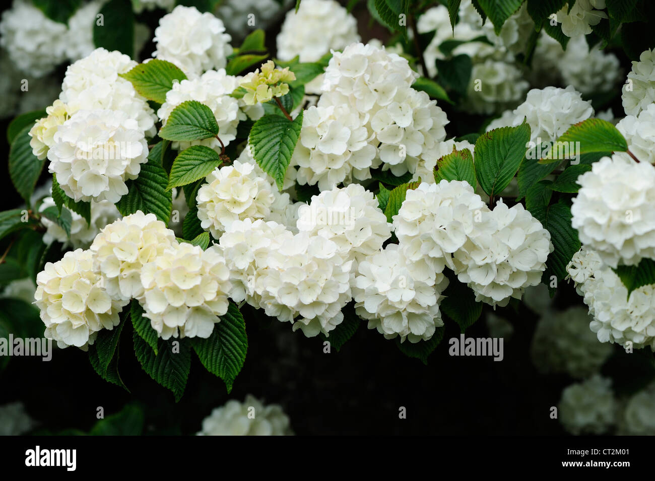 Viburnum Plicatum Hornkraut, "Snowball Busch" Stockfoto