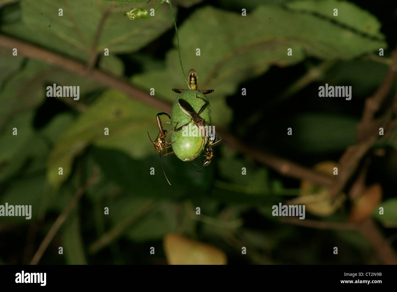 Waldbeeren mit Käfer Stockfoto