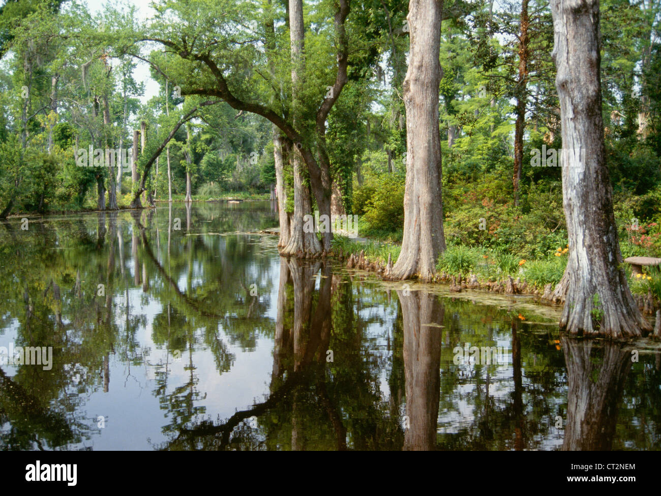 Magnolia Plantation und Gärten, Charleston, South Carolina, USA Stockfoto