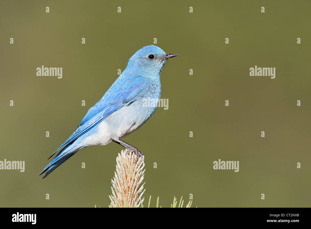 Mountain Bluebird Bird songbird Ornithologie Natur Rocky Mountains National Park RMNP Rockies Colorado Stockfoto
