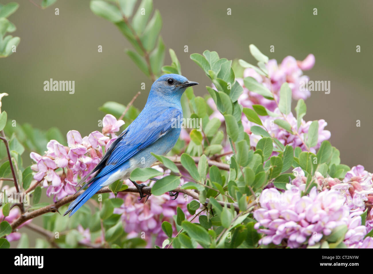 Bluebird in Pink Locust Blüten Blüten Blüten Vögel songbird Ornithologie Natur Stockfoto