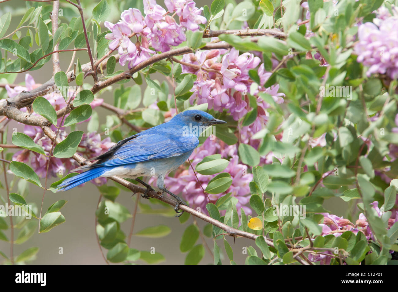 Bluebird in Pink Locust Blüten Blüten Blüten Vögel songbird Ornithologie Natur Stockfoto