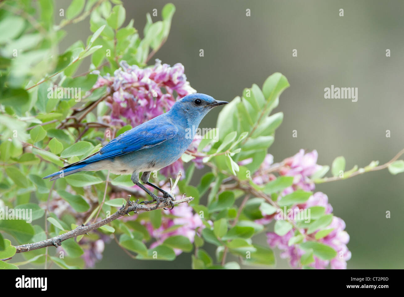 Bluebird in Pink Locust Blüten Blüten Blüten Vögel songbird Ornithologie Natur Stockfoto