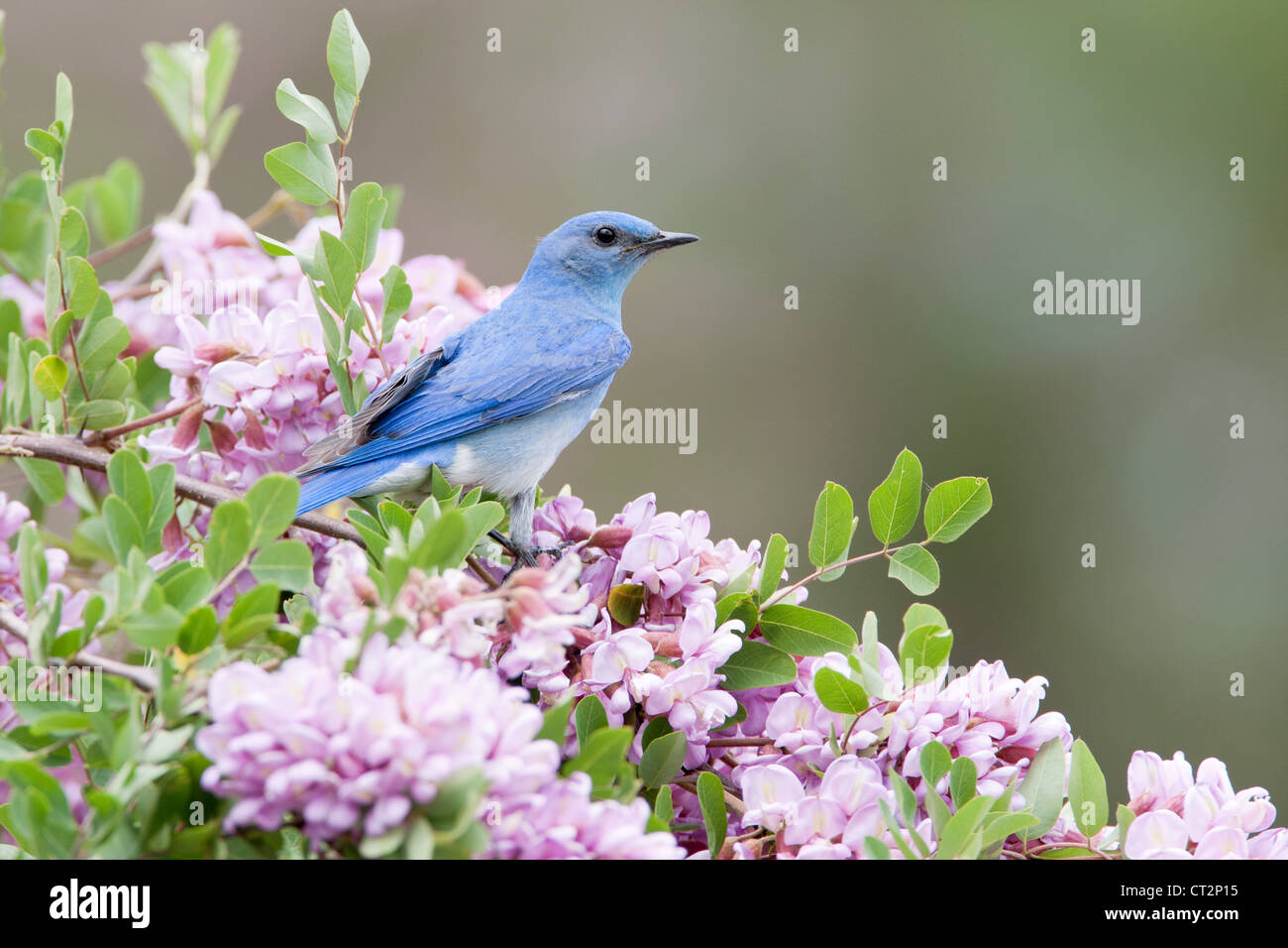 Bluebird in Pink Locust Blüten Blüten Blüten Vögel songbird Ornithologie Natur Stockfoto