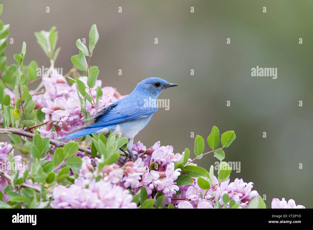 Bluebird in Pink Locust Blüten Blüten Blüten Vögel songbird Ornithologie Natur Stockfoto