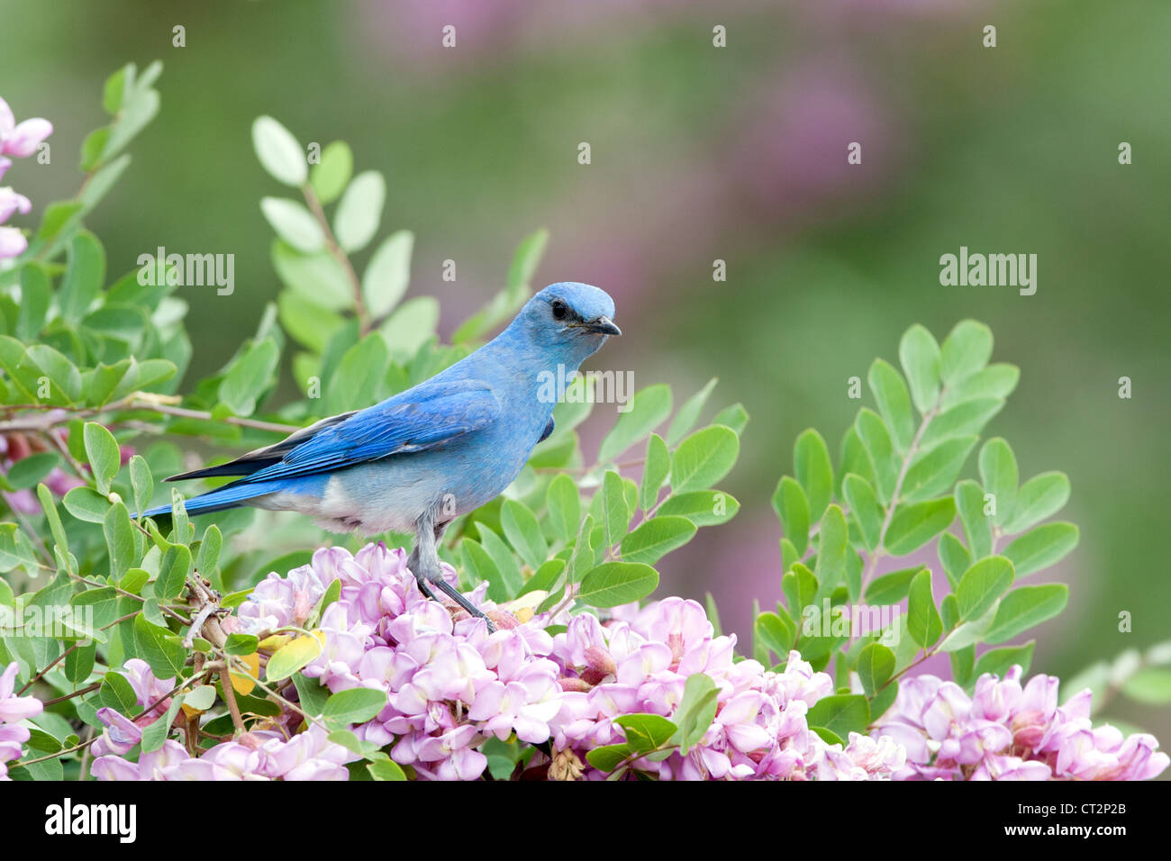 Bluebird in Pink Locust Blüten Blüten Blüten Vögel songbird Ornithologie Natur Stockfoto
