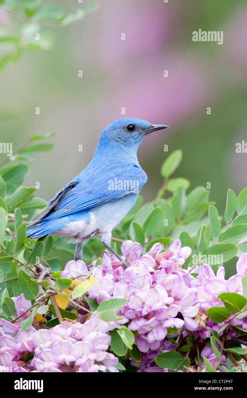 Bluebird hoch oben in Pink Locust Blumen Blüten Blüten Vogel songbird Ornithologie Natur - vertikal Stockfoto
