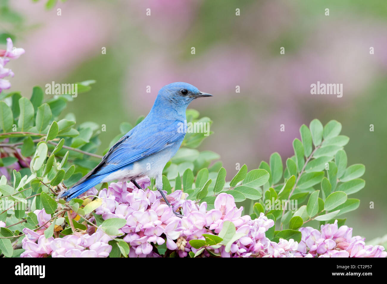 Bluebird in Pink Locust Blüten Blüten Blüten Vögel songbird Ornithologie Natur Stockfoto