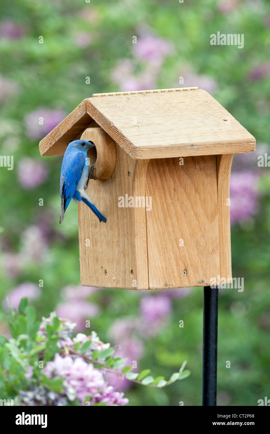 Mountain Bluebird on Bird House von Pink Locust Blumen Blüten Blüten Vogel songbird Ornithologie Natur - vertikal Stockfoto