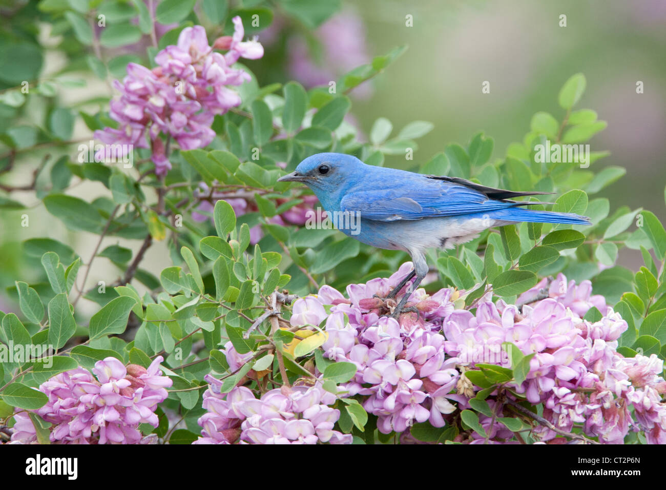 Bluebird in Pink Locust Blüten Blüten Blüten Vögel songbird Ornithologie Natur Stockfoto