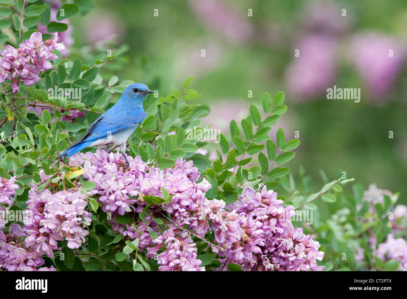 Bluebird in Pink Locust Blüten Blüten Blüten Vögel songbird Ornithologie Natur Stockfoto