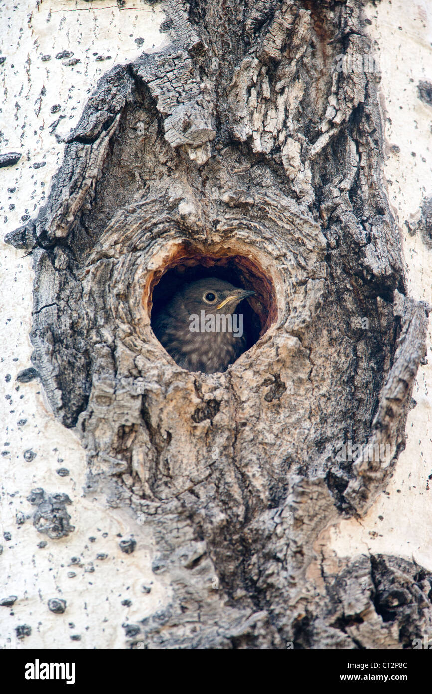 Vor der Junggesellenschaft schmiegt sich der Bluebird im Nest Cavity Bird songbird Ornithology Nest Rocky Mountains National Park Colorado - vertikal Stockfoto