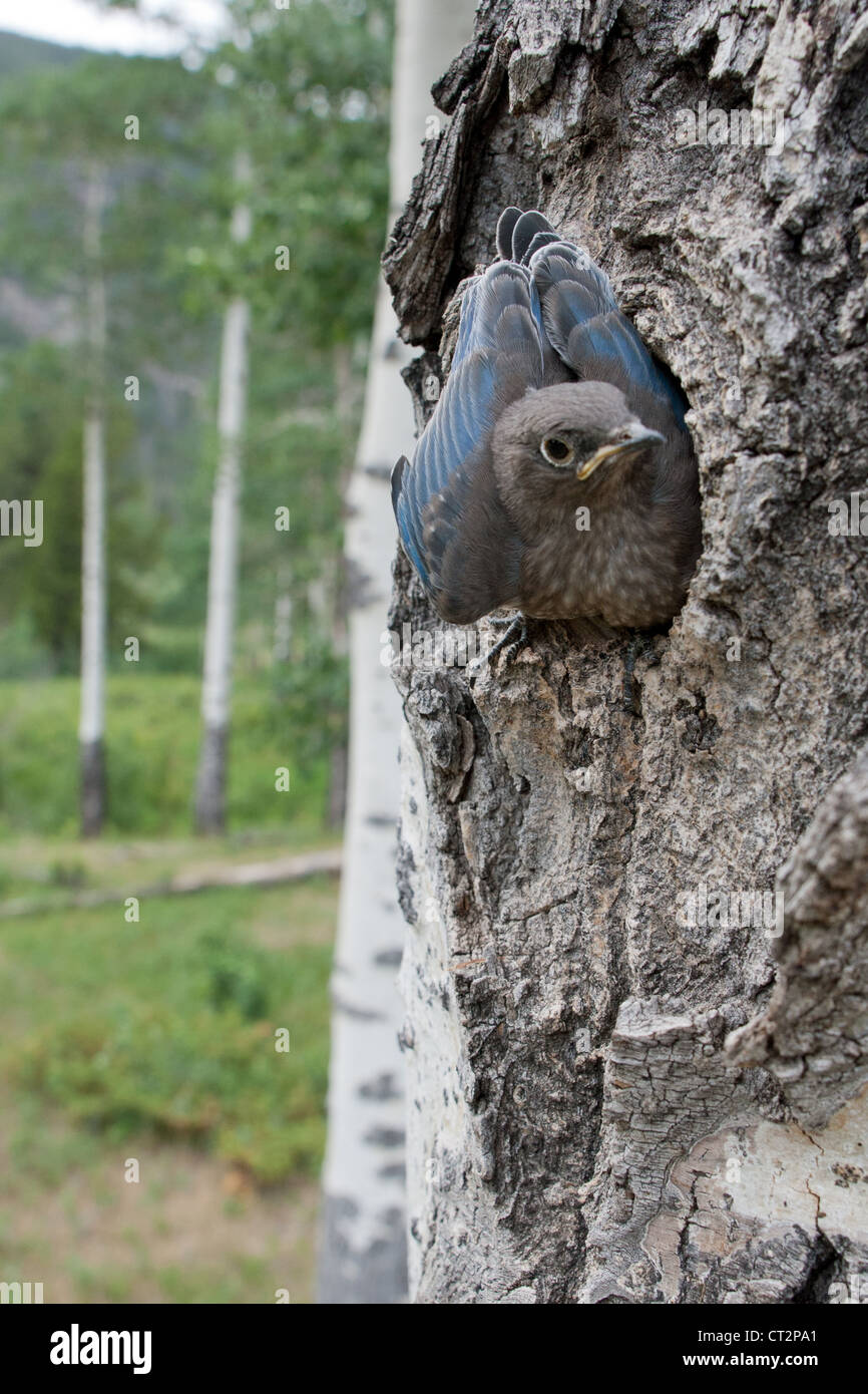 Bluebird Nestling Nest Vogel songbird Ornithologie Natur - vertikal Stockfoto