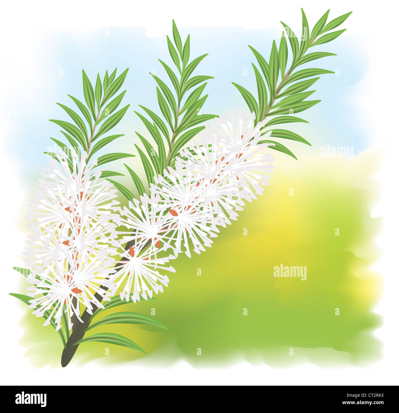 Melaleuca - Teebaum. Vektor-Illustration auf Fullcolor Hintergrund. Stockfoto
