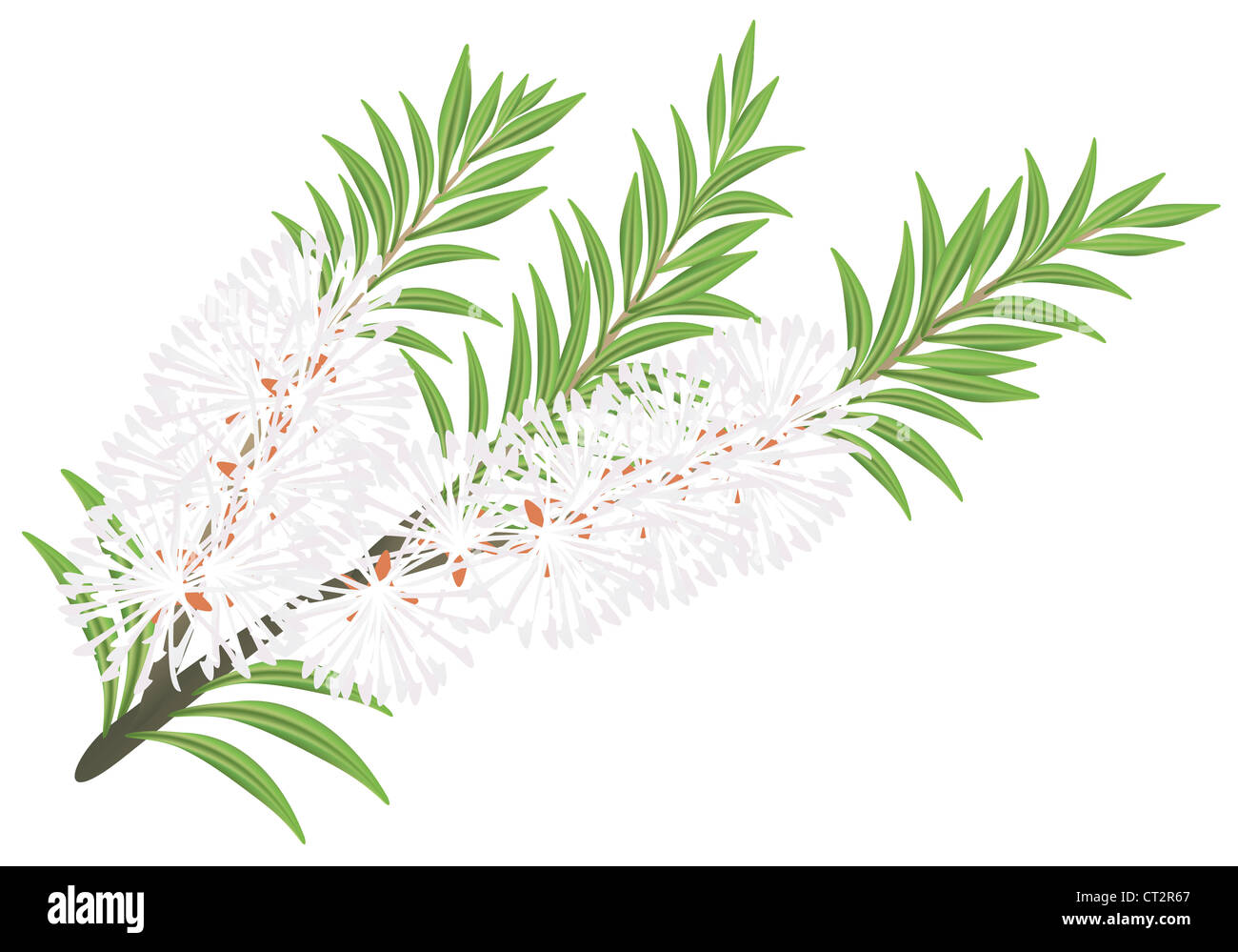 Melaleuca - Teebaum. Vektor-Illustration auf weißem Hintergrund. Stockfoto