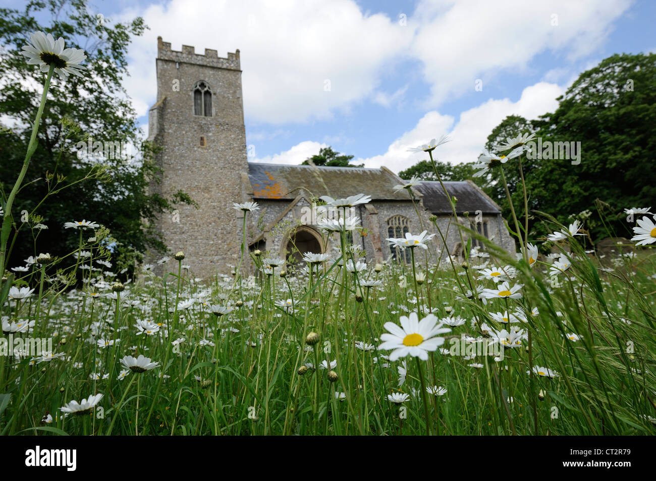 Oxe Auge Daises, Leucanthemum Vulgare, wächst in einem Gottesacker, Norfolk, UK, Juni Stockfoto