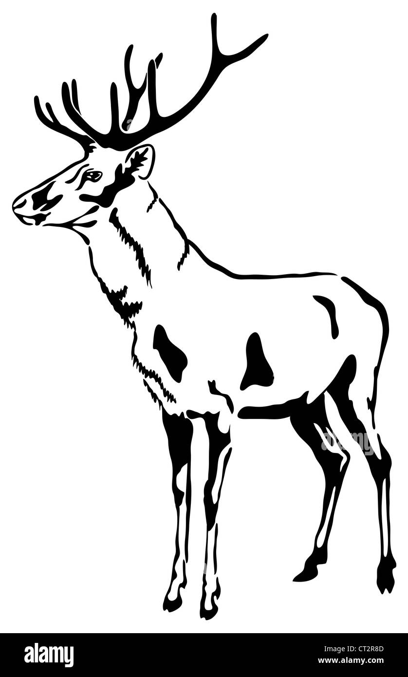 Hirsche mit großen Geweih. Vektor-Skizze. (Cervus Elaphus) Stockfoto