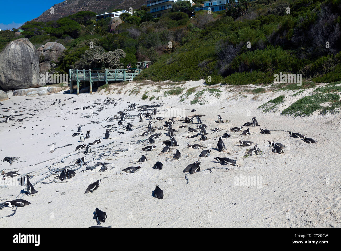 Afrikanische Pinguin-Kolonie bei Boulders Beach, South Africa Stockfoto