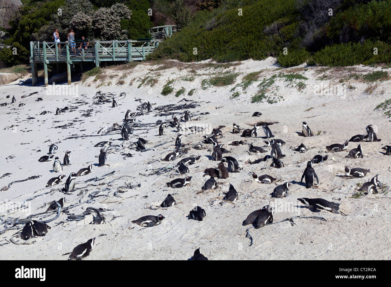 Afrikanische Pinguin-Kolonie bei Boulders Beach, South Africa Stockfoto