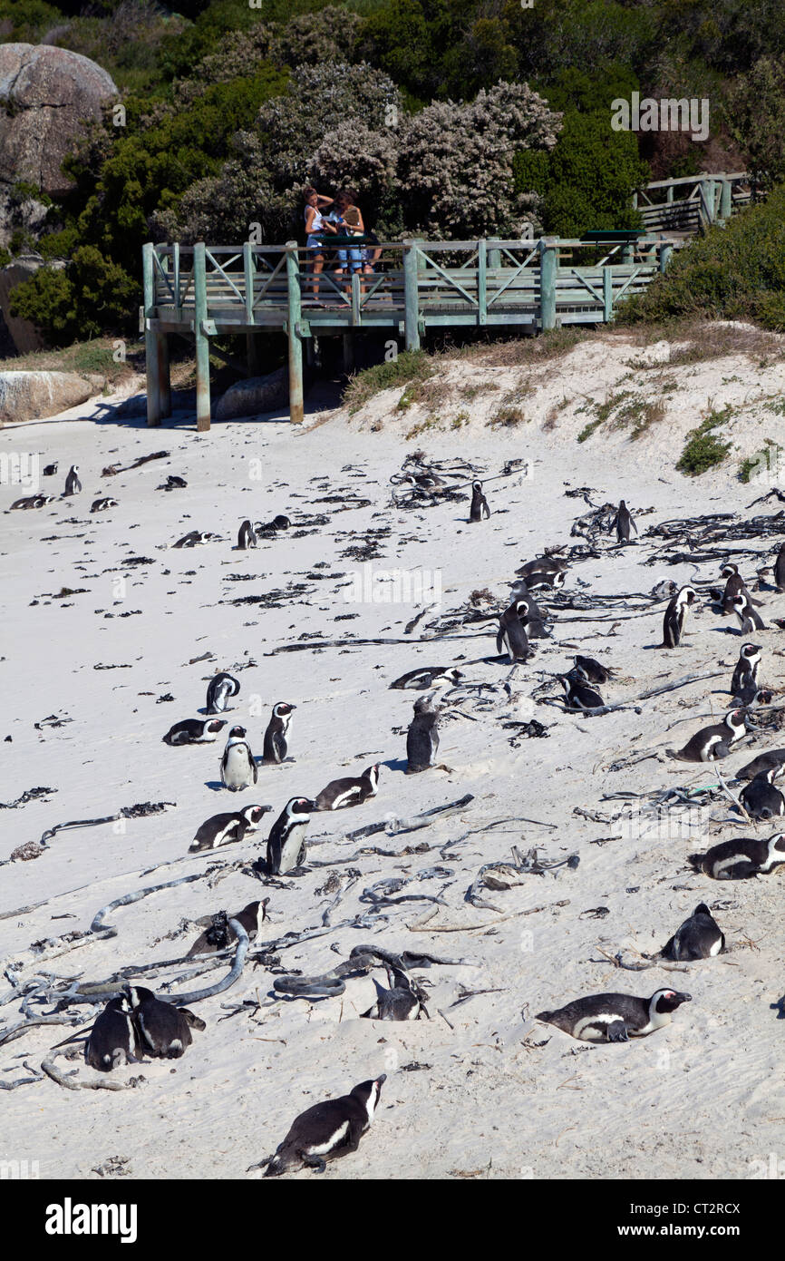 Touristen an der afrikanischen Pinguinkolonie am Boulders Beach, Südafrika Stockfoto