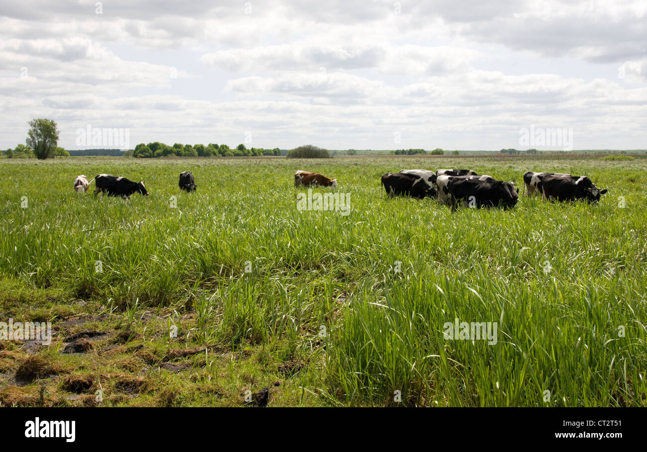 Rinder grasen auf der Biebrzanski Sümpfe Polens. Stockfoto