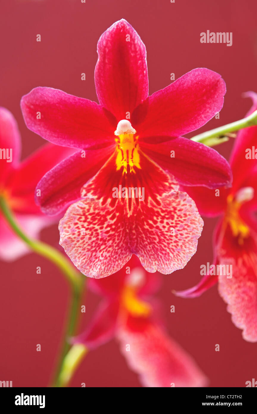 Cymbidium Orchidee Stockfoto