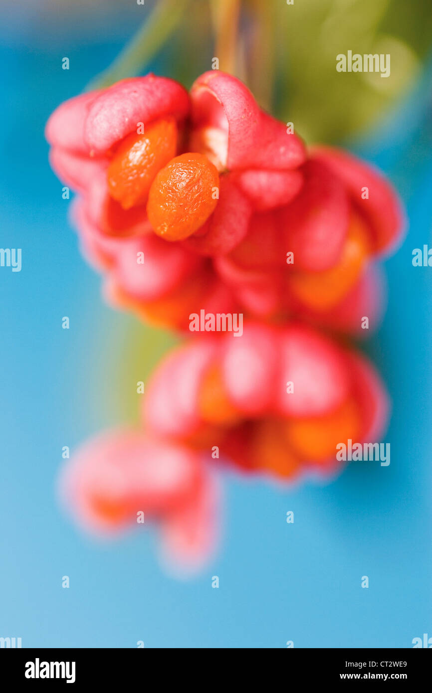 Euonymus Europaeus, Spindel Baum Stockfoto