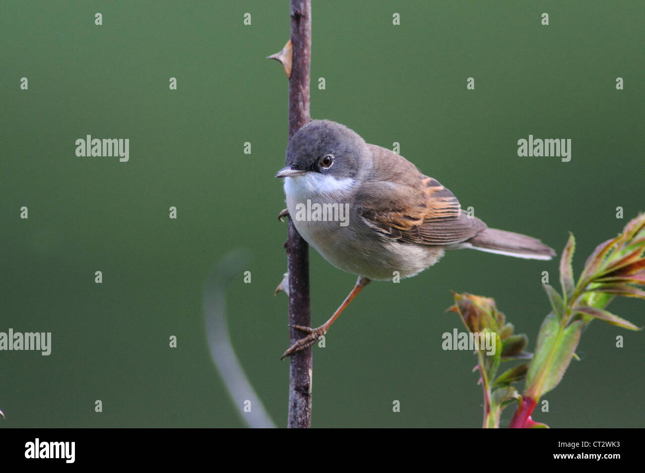 Whitethroat gemeinsamen Warbler Migrant Sylvia Communis Stockfoto