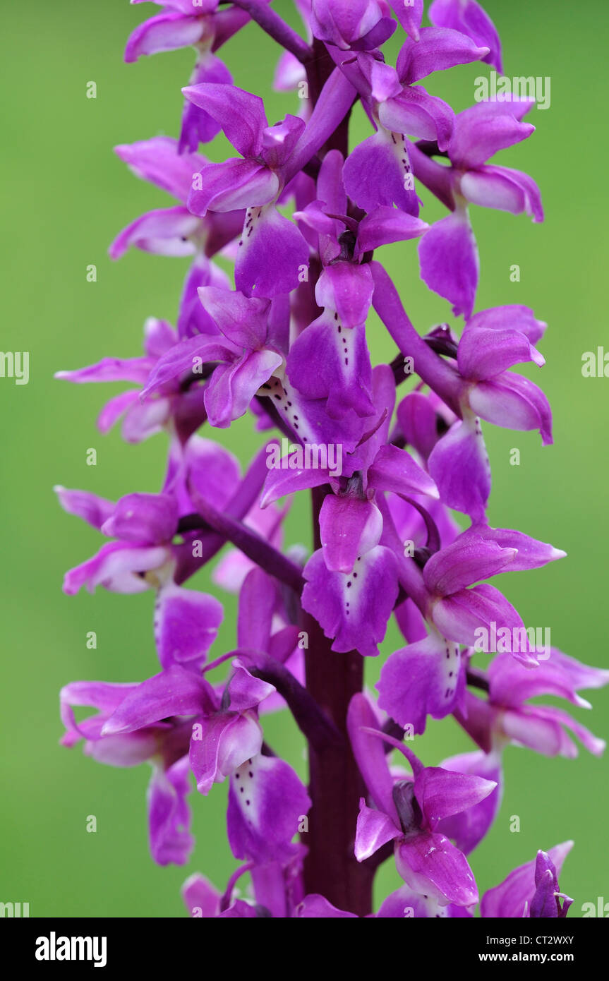 frühe lila Orchidee Orchis mascula Stockfoto