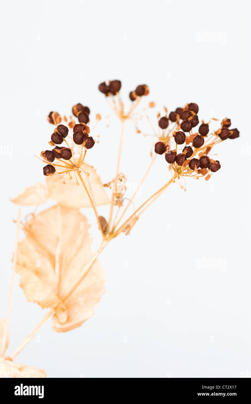 Smyrnium Perfoliatum, Perfoliate Alexanders Stockfoto