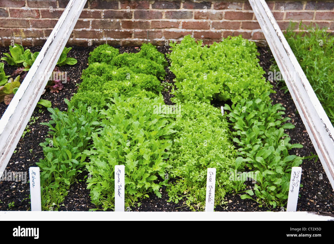 Brassica Rapa Nipposinica, Mizuna Stockfoto