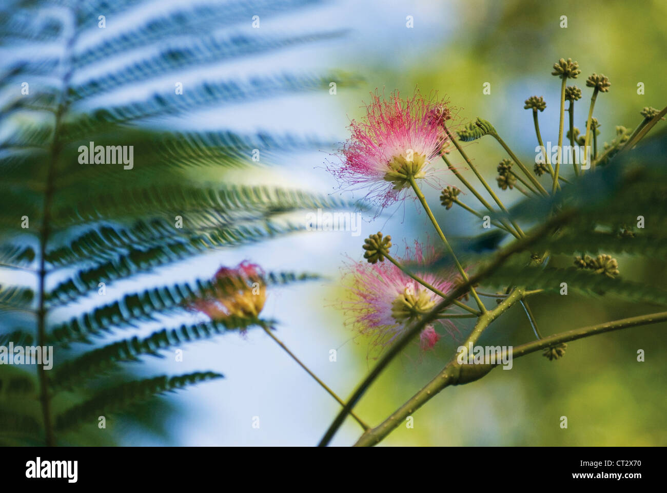 Calliandra, Powder-puff Baum Stockfoto