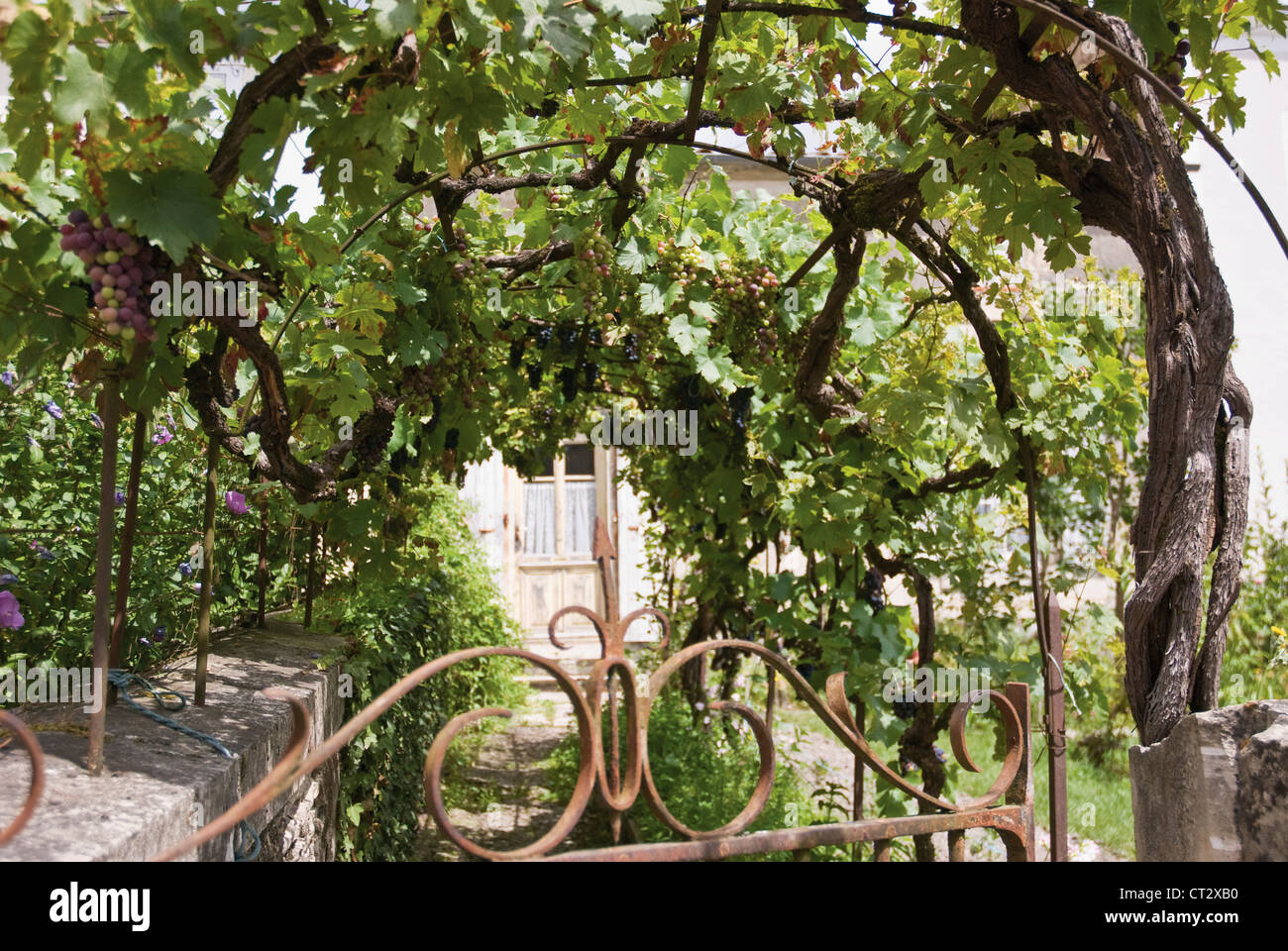 Vitis Vinifera, Weinrebe Stockfoto