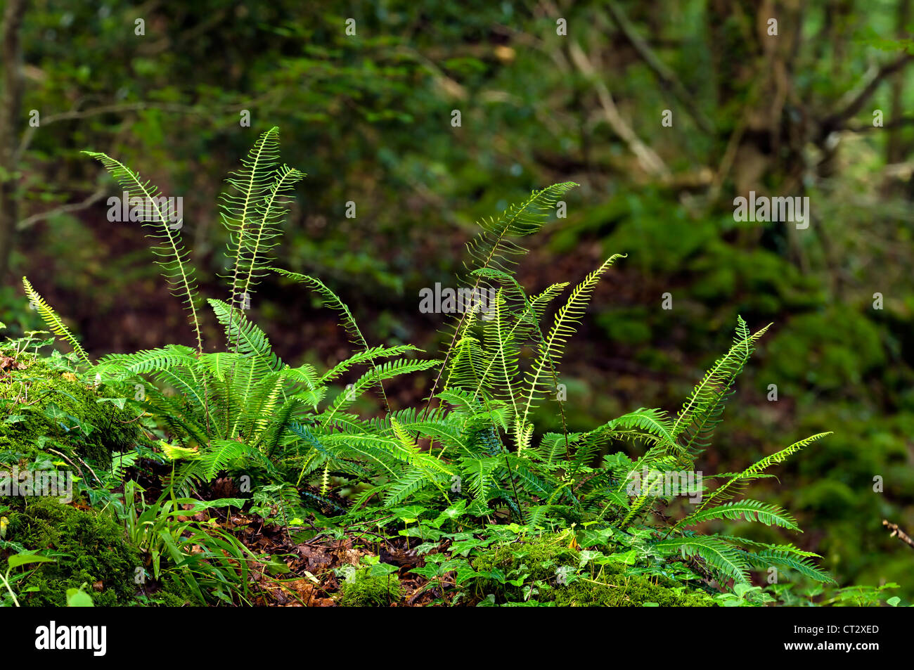 Harter Farn Blechnum spicant in einem Waldgebiet im Wye Valley Stockfoto