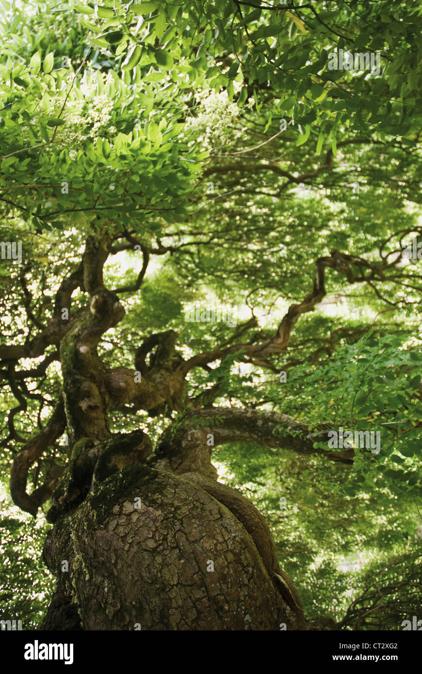 Lagenaria Siceraria, japanische Pagode Baum Stockfoto