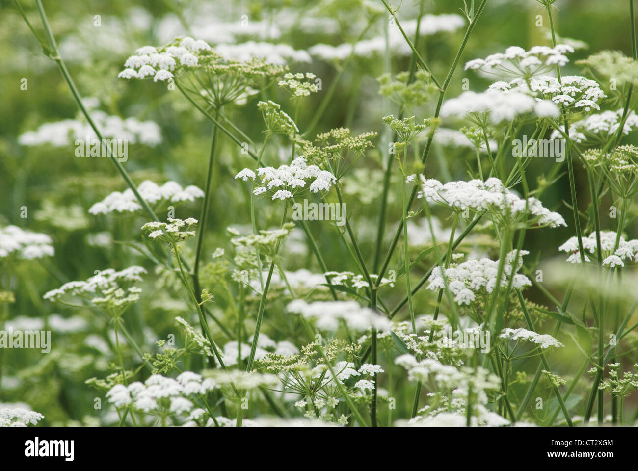 Anthriscus Cerefolium, Kerbel Stockfoto