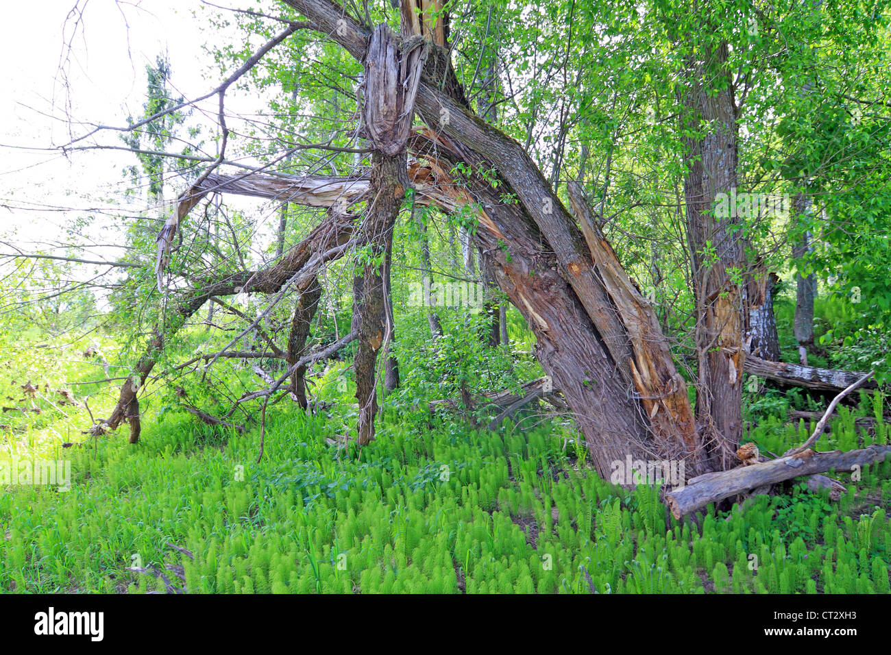 umgestürzten Baum unter grünen Schachtelhalm Stockfoto